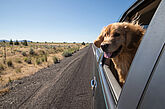 Dog looking out of a car window during a road trip.