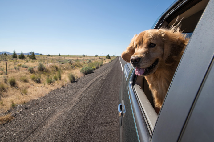 Dog looking out of a car window during a road trip.